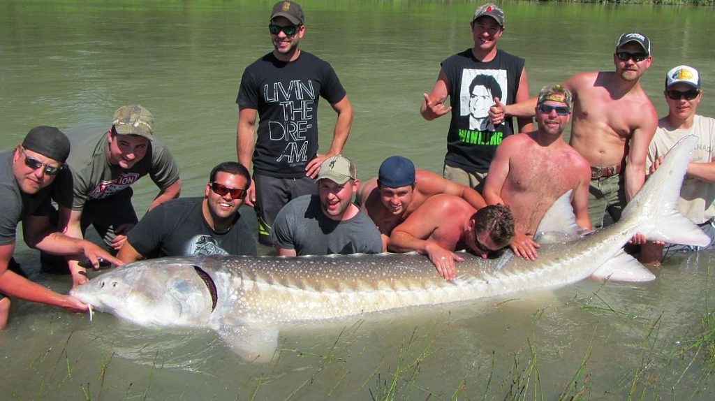 Best Sturgeon Fishing Charters Canada, Fraser River, BC